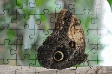 MARSU jigsaw puzzle