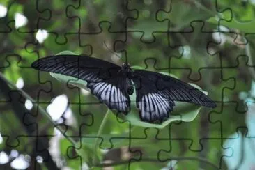 MARSU jigsaw puzzle