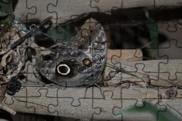 MARSU jigsaw puzzle