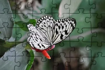 MARSU jigsaw puzzle