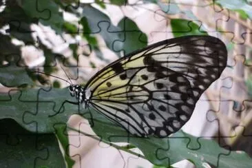 MARSU jigsaw puzzle