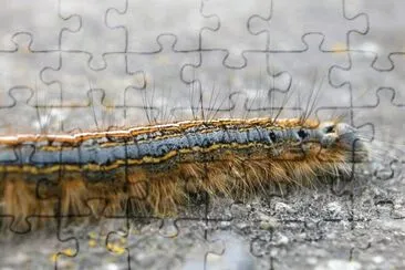MARSU jigsaw puzzle