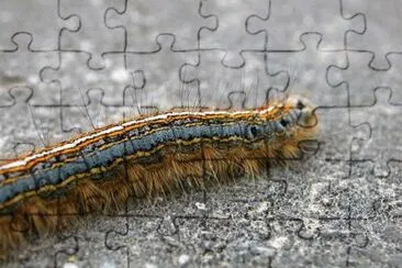 MARSU jigsaw puzzle