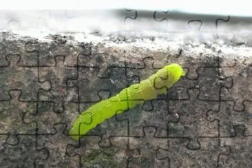 MARSU jigsaw puzzle