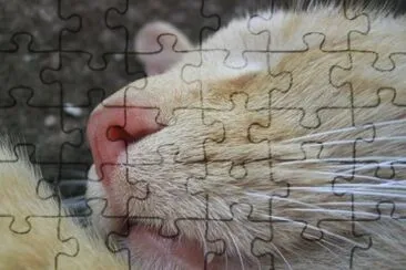 MARSU jigsaw puzzle