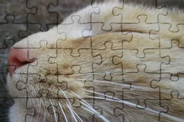 MARSU jigsaw puzzle