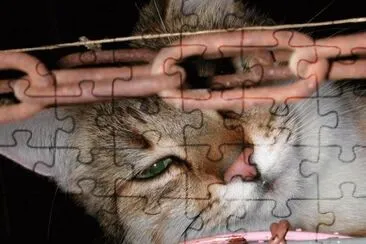 MARSU jigsaw puzzle
