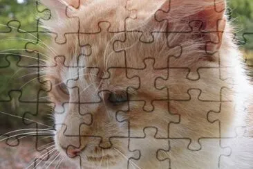 MARSU jigsaw puzzle