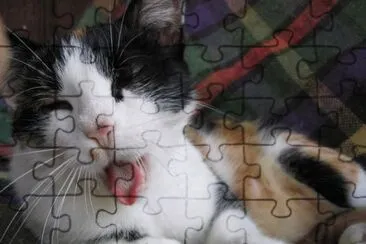 MARSU jigsaw puzzle