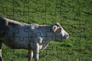 MARSU jigsaw puzzle