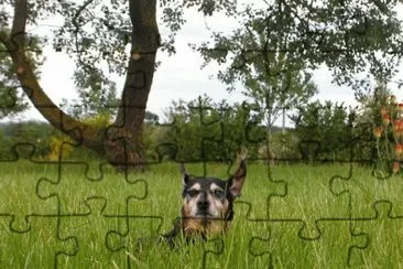 MARSU jigsaw puzzle