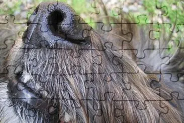 MARSU jigsaw puzzle