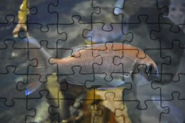 MARSU jigsaw puzzle