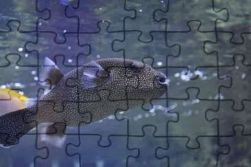 MARSU jigsaw puzzle