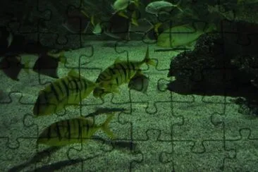 MARSU jigsaw puzzle