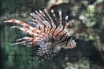 MARSU jigsaw puzzle