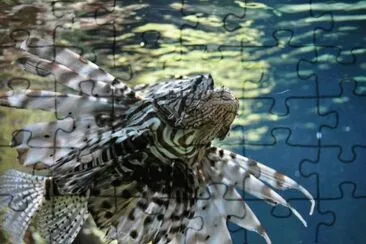 MARSU jigsaw puzzle