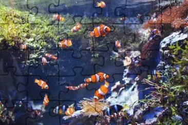 MARSU jigsaw puzzle