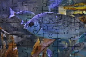 MARSU jigsaw puzzle