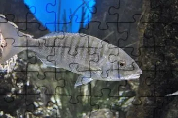 פאזל של MARSU