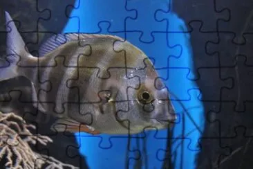 פאזל של MARSU