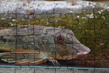 פאזל של MARSU