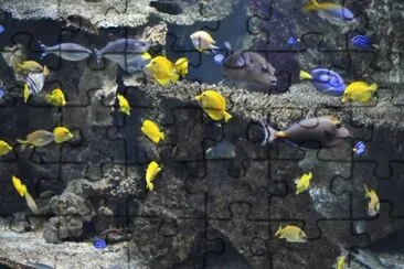MARSU jigsaw puzzle
