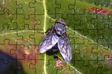 MARSU jigsaw puzzle