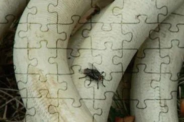MARSU jigsaw puzzle
