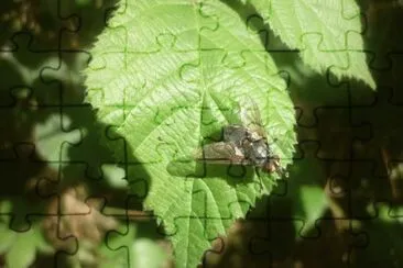 MARSU jigsaw puzzle