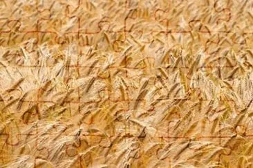 MARSU jigsaw puzzle