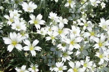 MARSU