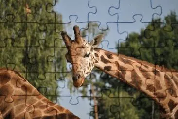 MARSU jigsaw puzzle