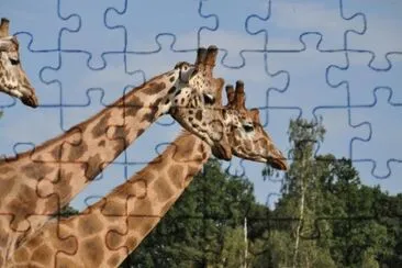 MARSU jigsaw puzzle