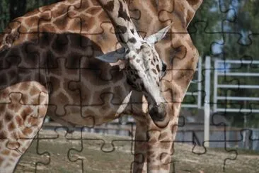MARSU jigsaw puzzle