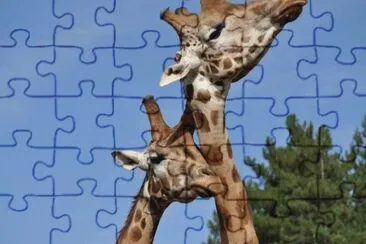 MARSU jigsaw puzzle