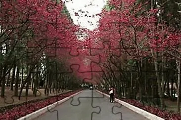æ«»èŠ± jigsaw puzzle