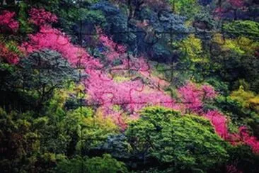 æ«»èŠ±