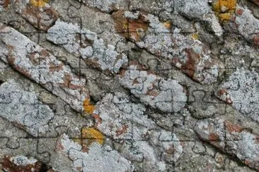MARSU