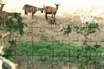 MARSU jigsaw puzzle
