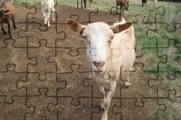 פאזל של MARSU