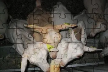 פאזל של MARSU