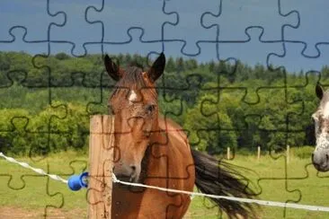 MARSU jigsaw puzzle
