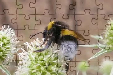 MARSU jigsaw puzzle