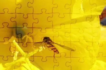 MARSU jigsaw puzzle