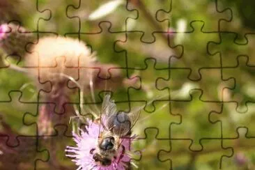 MARSU jigsaw puzzle