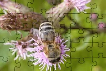 MARSU jigsaw puzzle