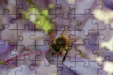 MARSU jigsaw puzzle