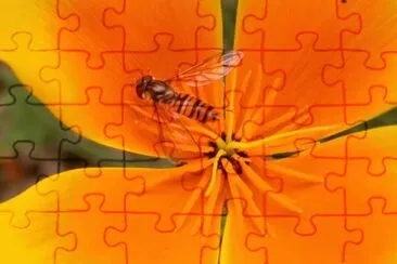 MARSU jigsaw puzzle