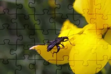 MARSU jigsaw puzzle